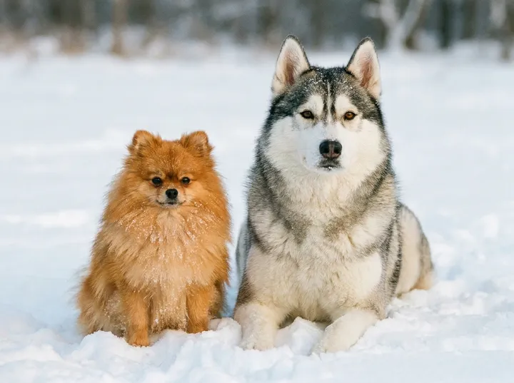 A Pomeranian sitting in the snow beside a Siberian Husky