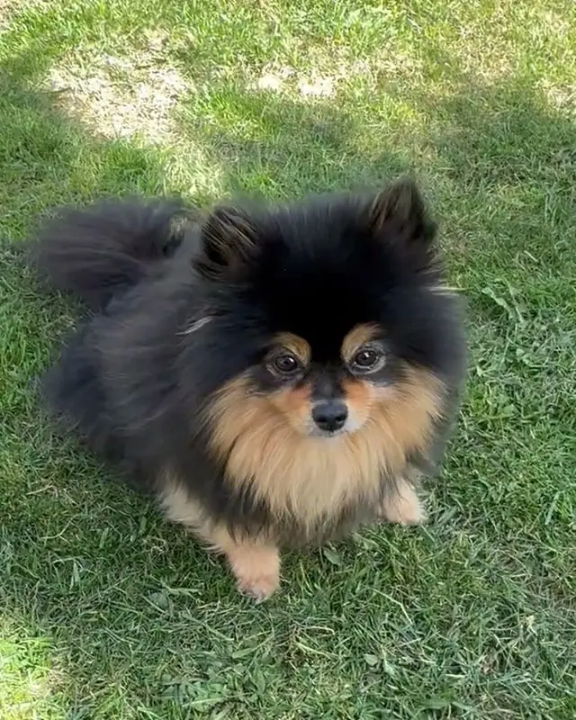 A black and tan Pomeranian sitting on the grass, ears up, watching